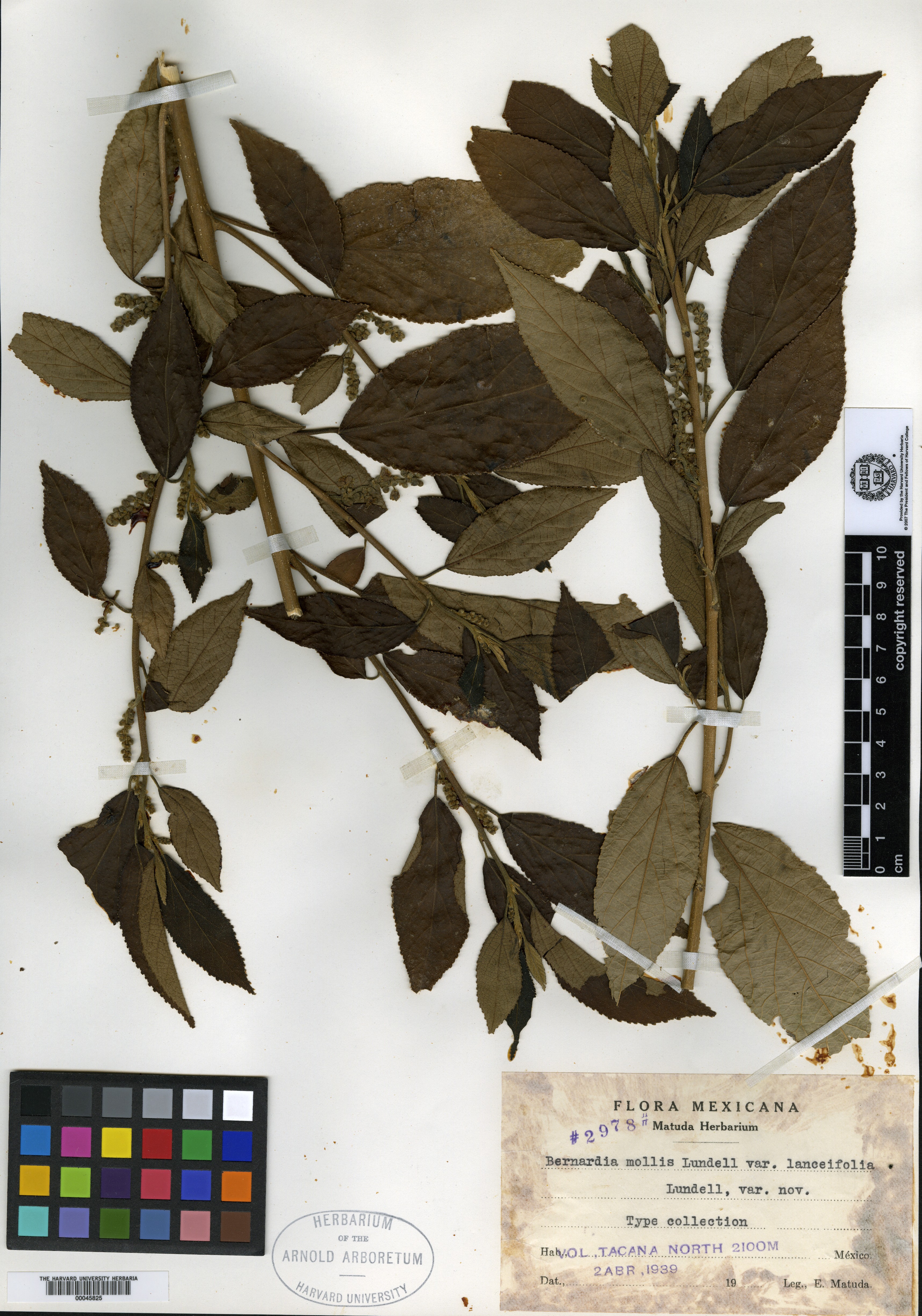 Bernardia lanceifolia image
