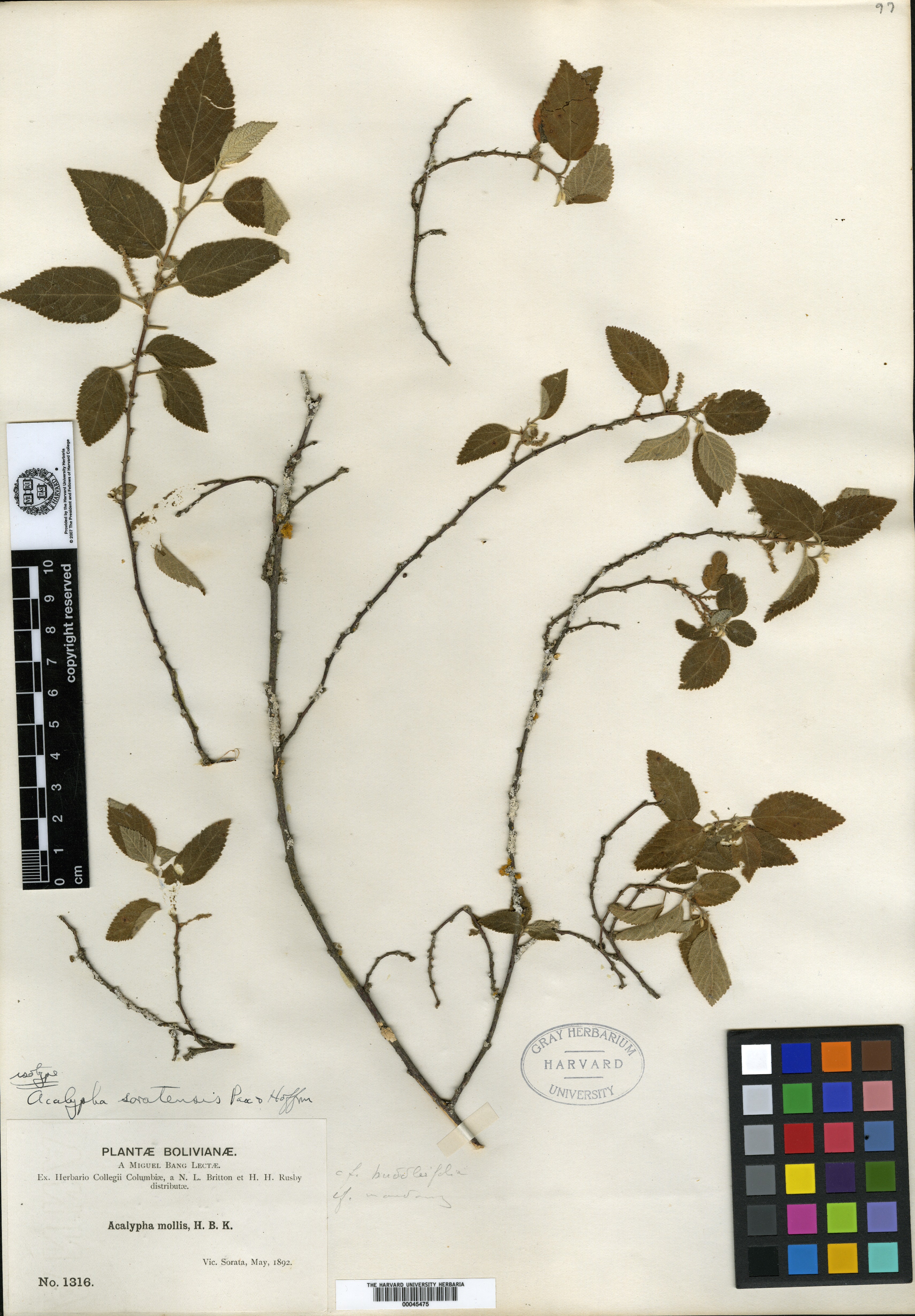 Acalypha trilaciniata image