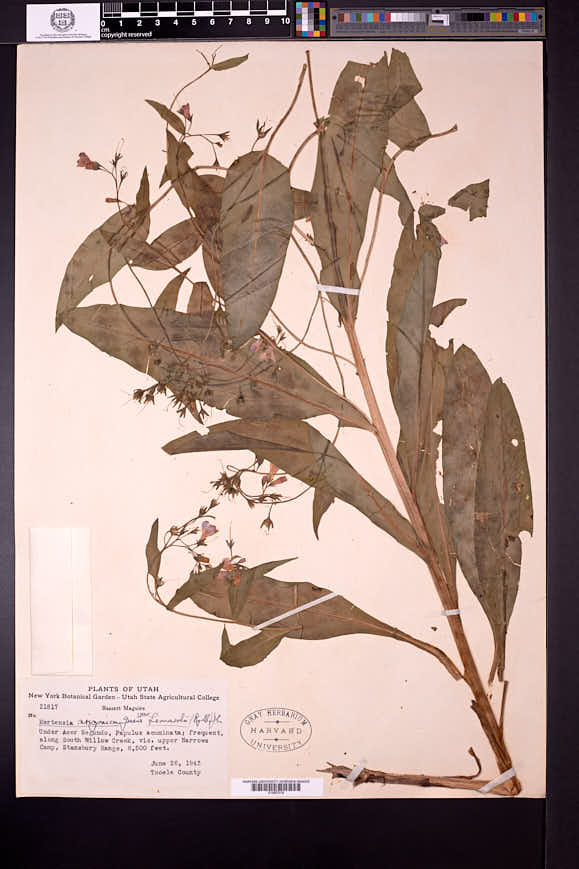 Mertensia arizonica image