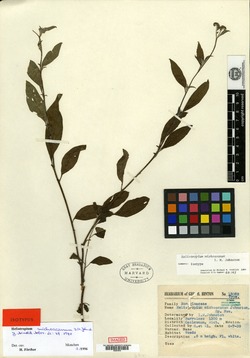 Heliotropium michoacanum image