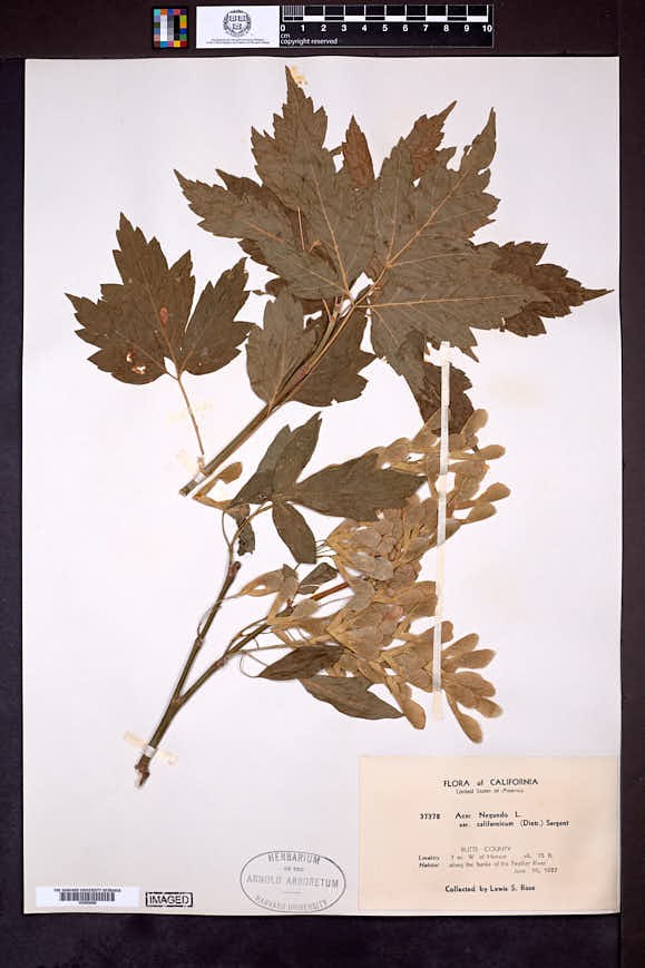 Acer negundo var. californicum image