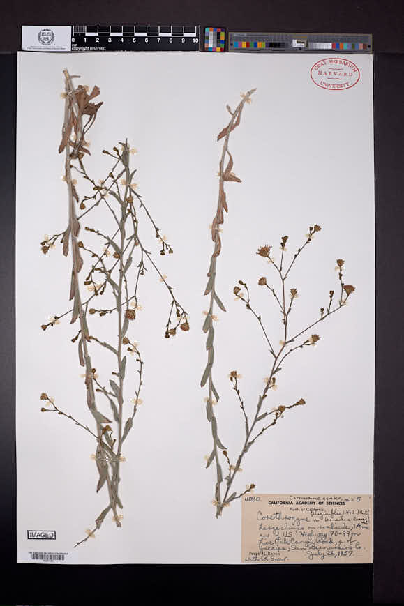 Corethrogyne filaginifolia var. bernardina image