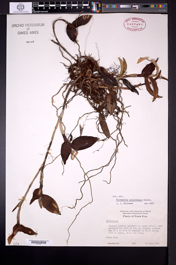 Epidendrum polychlamys image