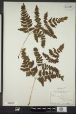 Pteridium latiusculum subsp. latiusculum image