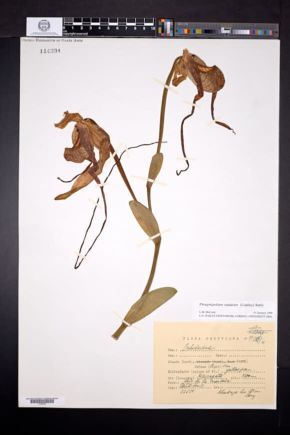 Phragmipedium caudatum image