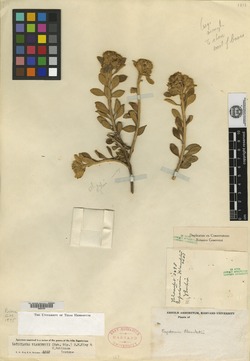 Lasiolaena blanchetii image