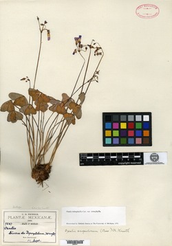 Oxalis tetraphylla image