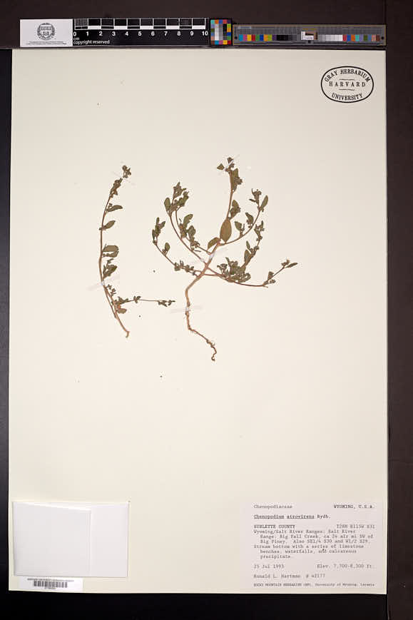 Chenopodium atrovirens image