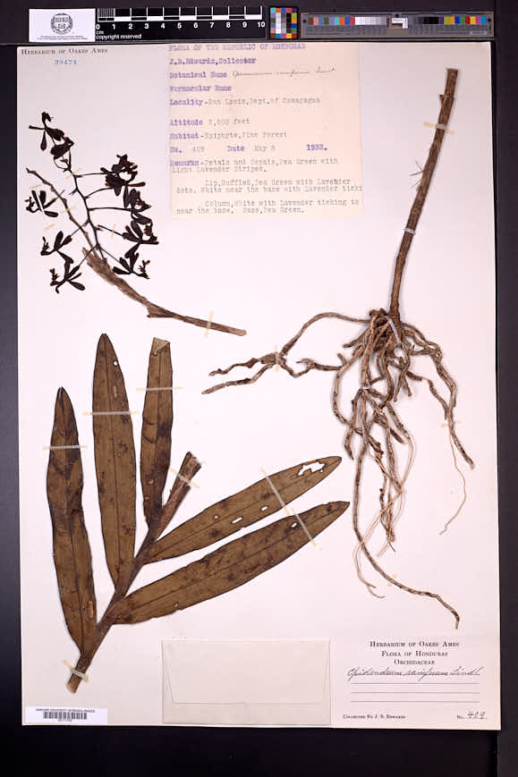 Epidendrum raniferum image