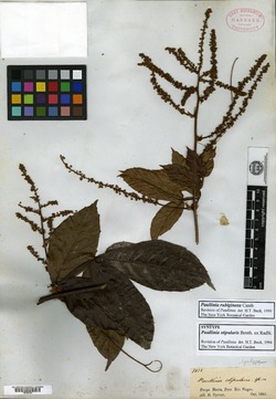 Paullinia stipularis image