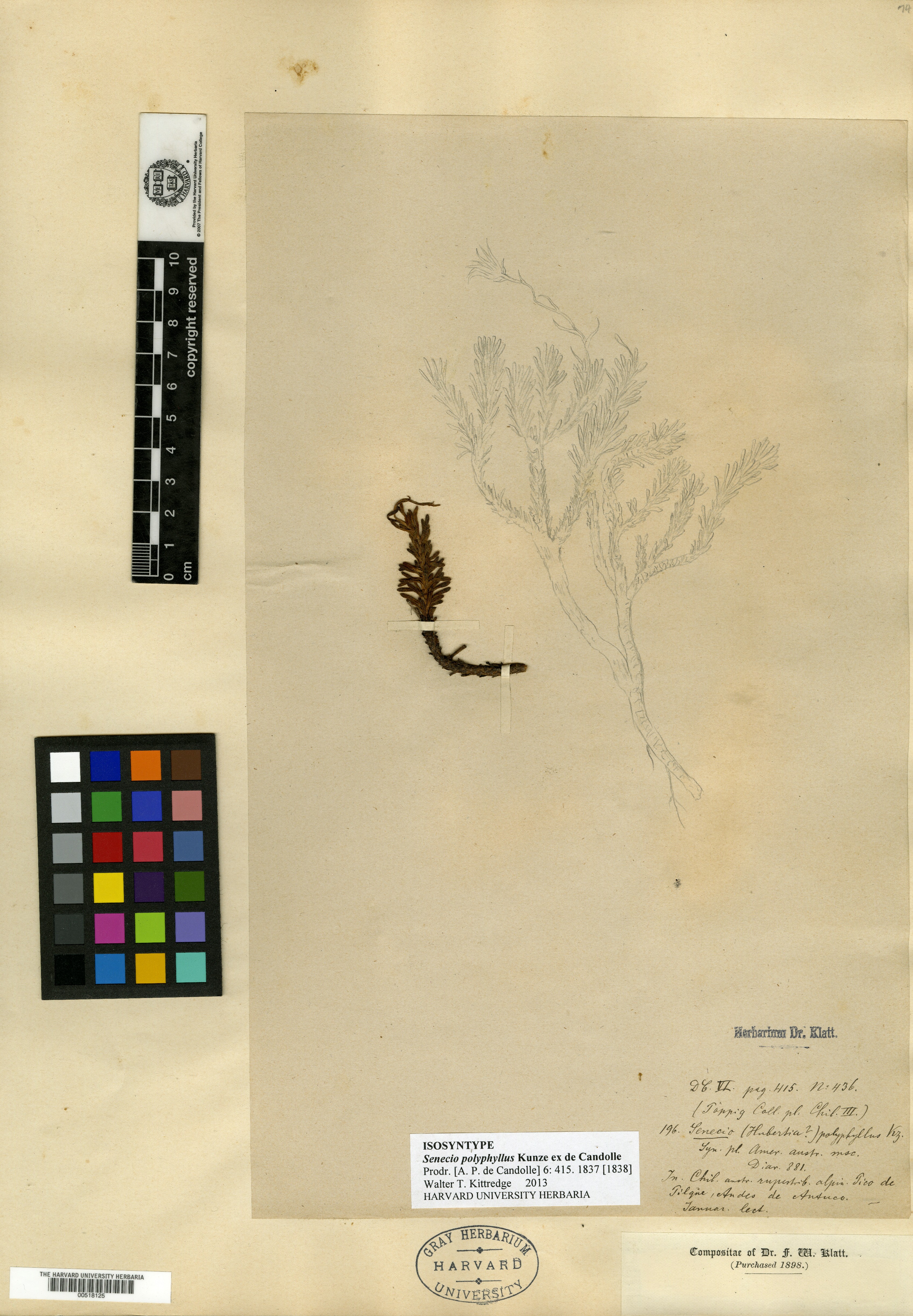 Senecio polyphyllus image