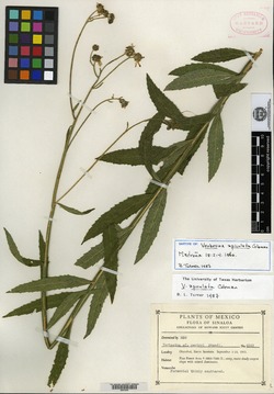 Verbesina apiculata image