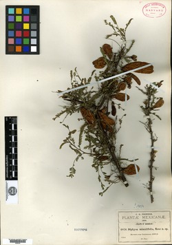 Diphysa minutifolia image
