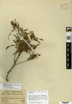 Acacia weberbaueri image