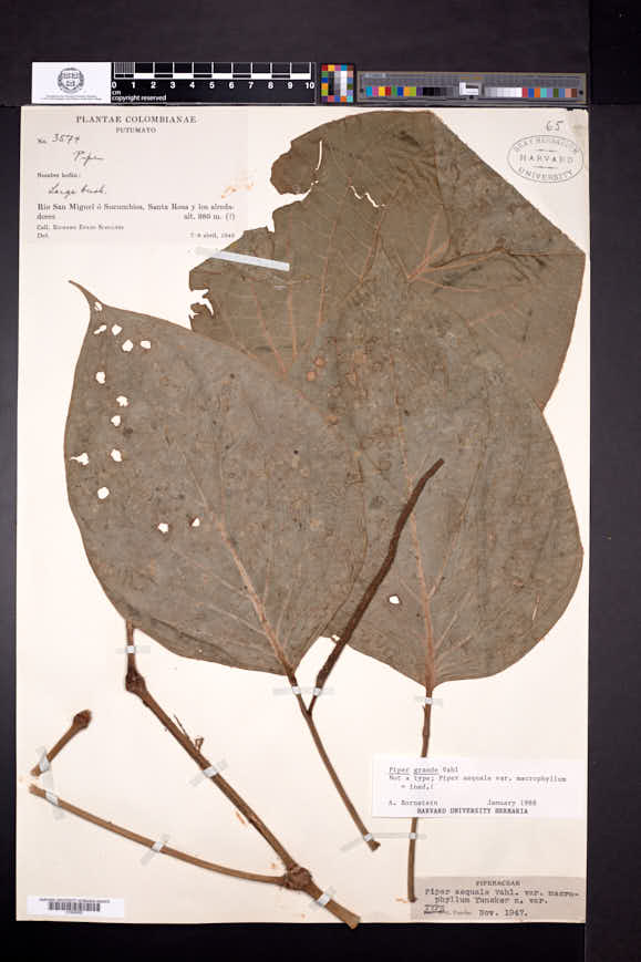 Piper granulosum image