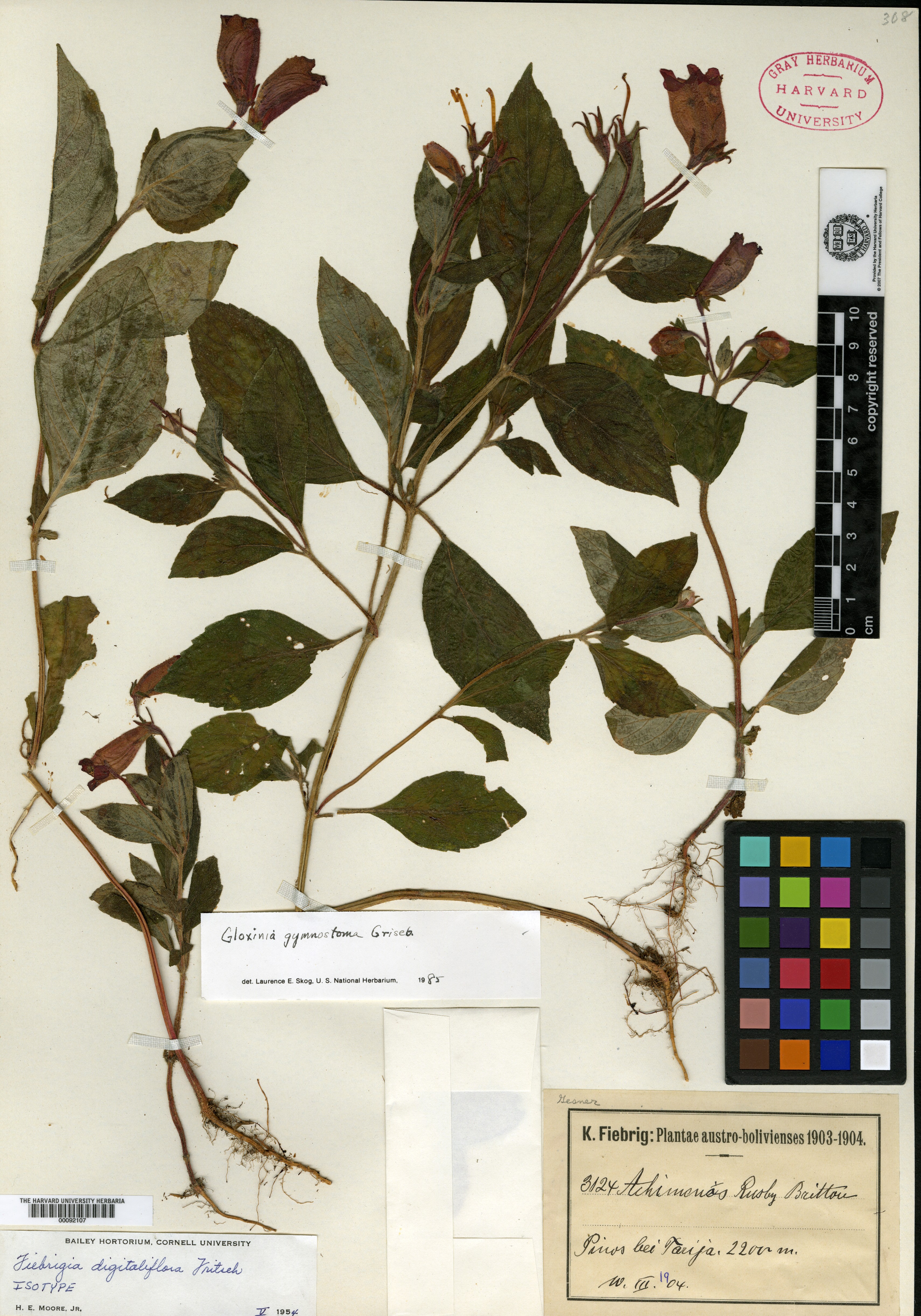 Fiebrigia digitaliflora image