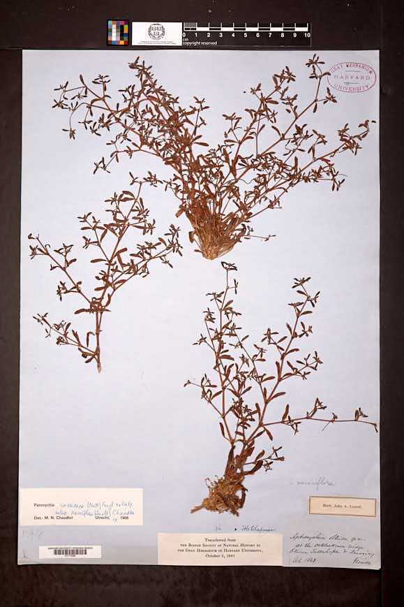 Paronychia americana subsp. pauciflora image