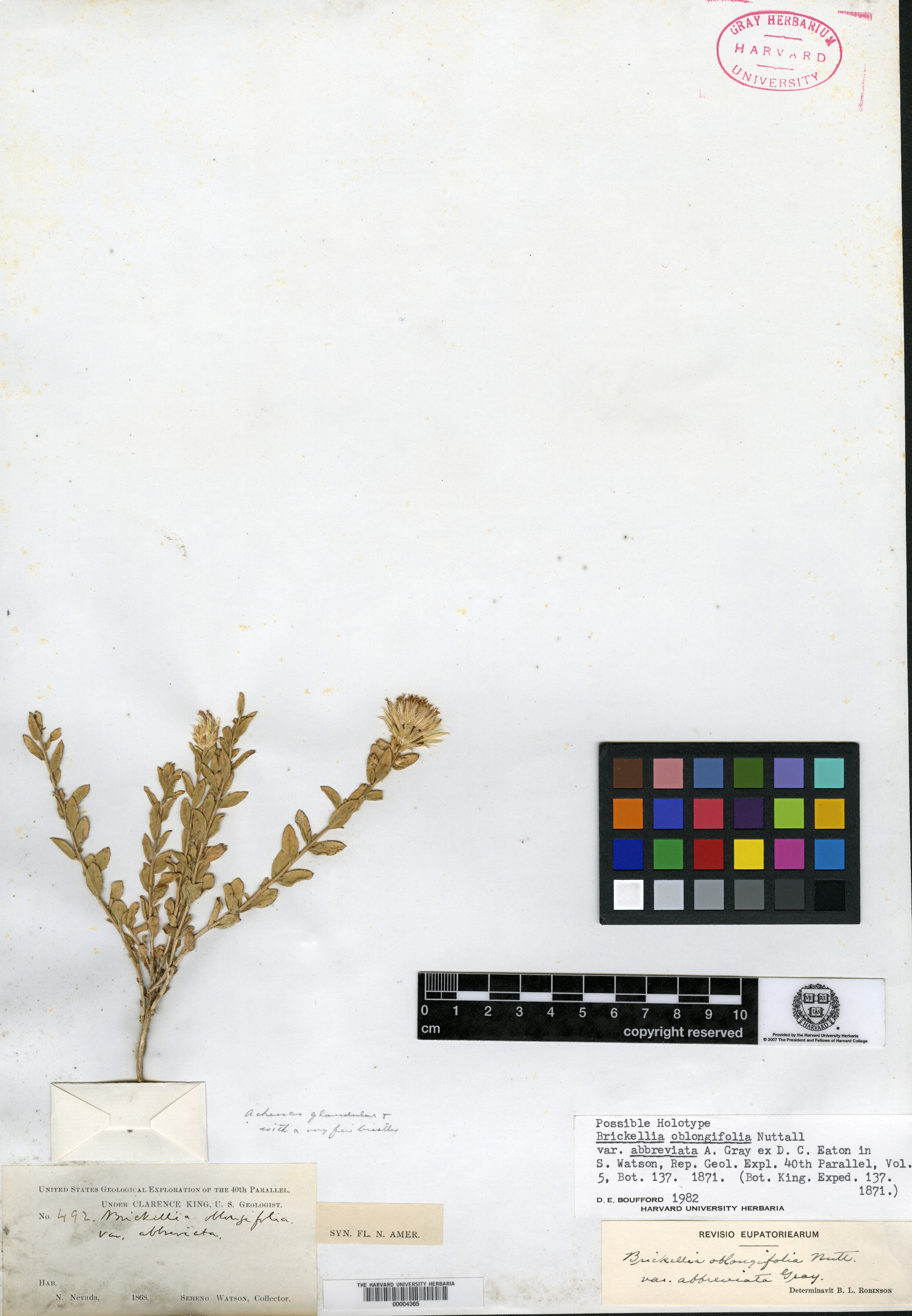 Brickellia oblongifolia var. abbreviata image