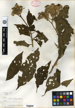 Solanum lechleri image