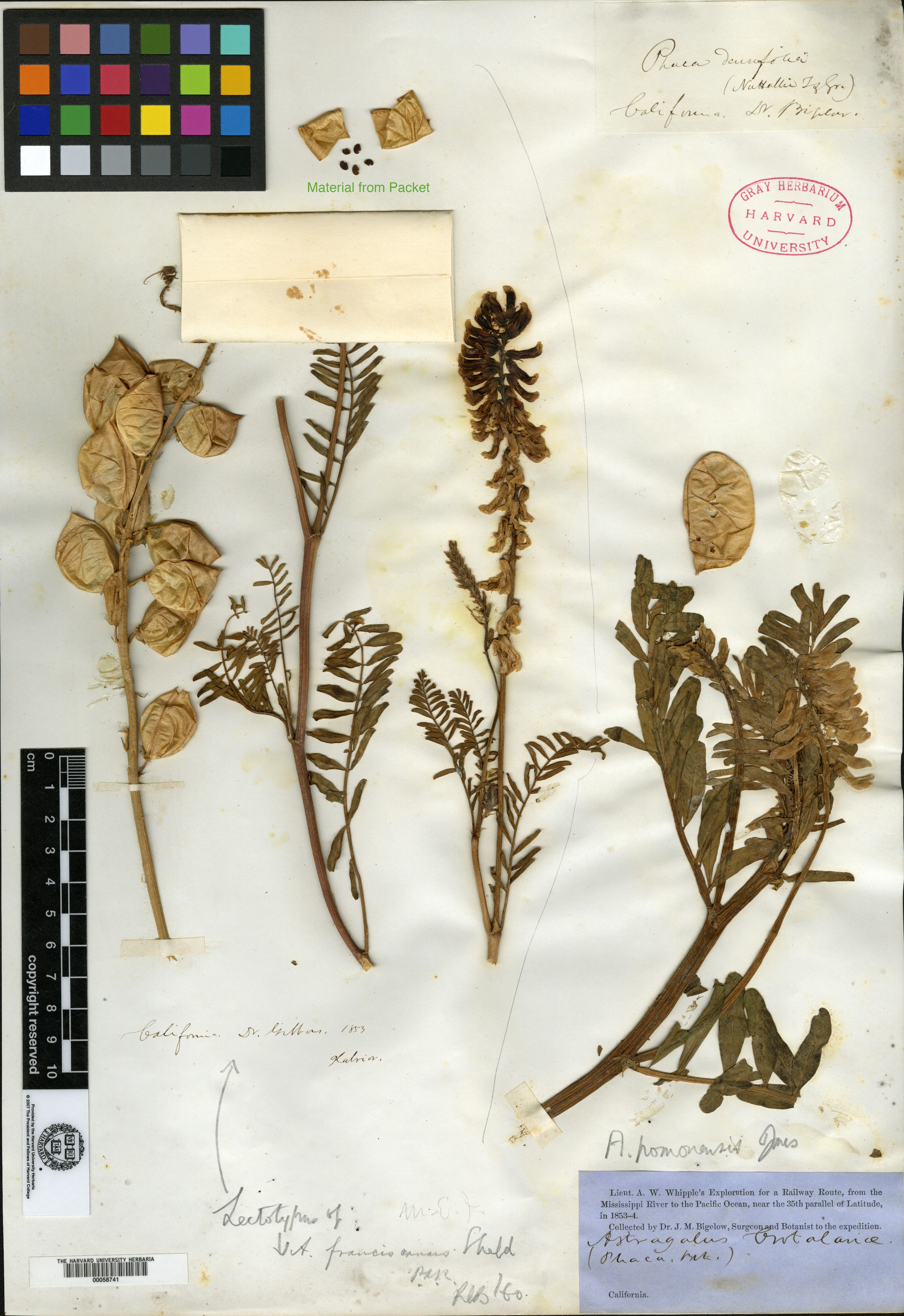 Astragalus nuttallii var. virgatus image