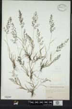 Eragrostis minor image