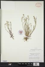 Cardamine parviflora var. arenicola image