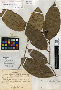 Psammisia flaviflora image
