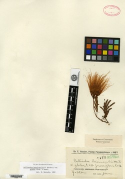 Zapoteca portoricensis subsp. flavida image