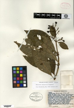 Palicourea canaguensis image
