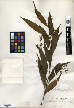 Nectandra steinbachii image