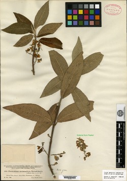 Lepechinia mecistandrum image