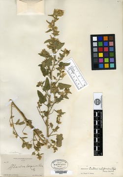 Sphaeralcea californica image