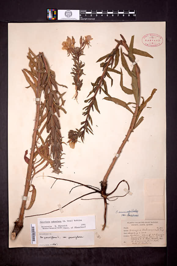 Oenothera oakesiana image