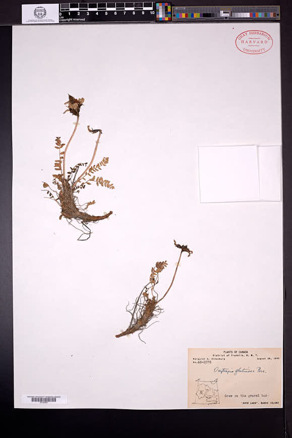 Oxytropis borealis var. viscida image
