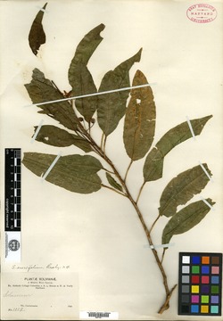 Solanum aureifolium image