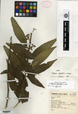 Solanum malacothrix image