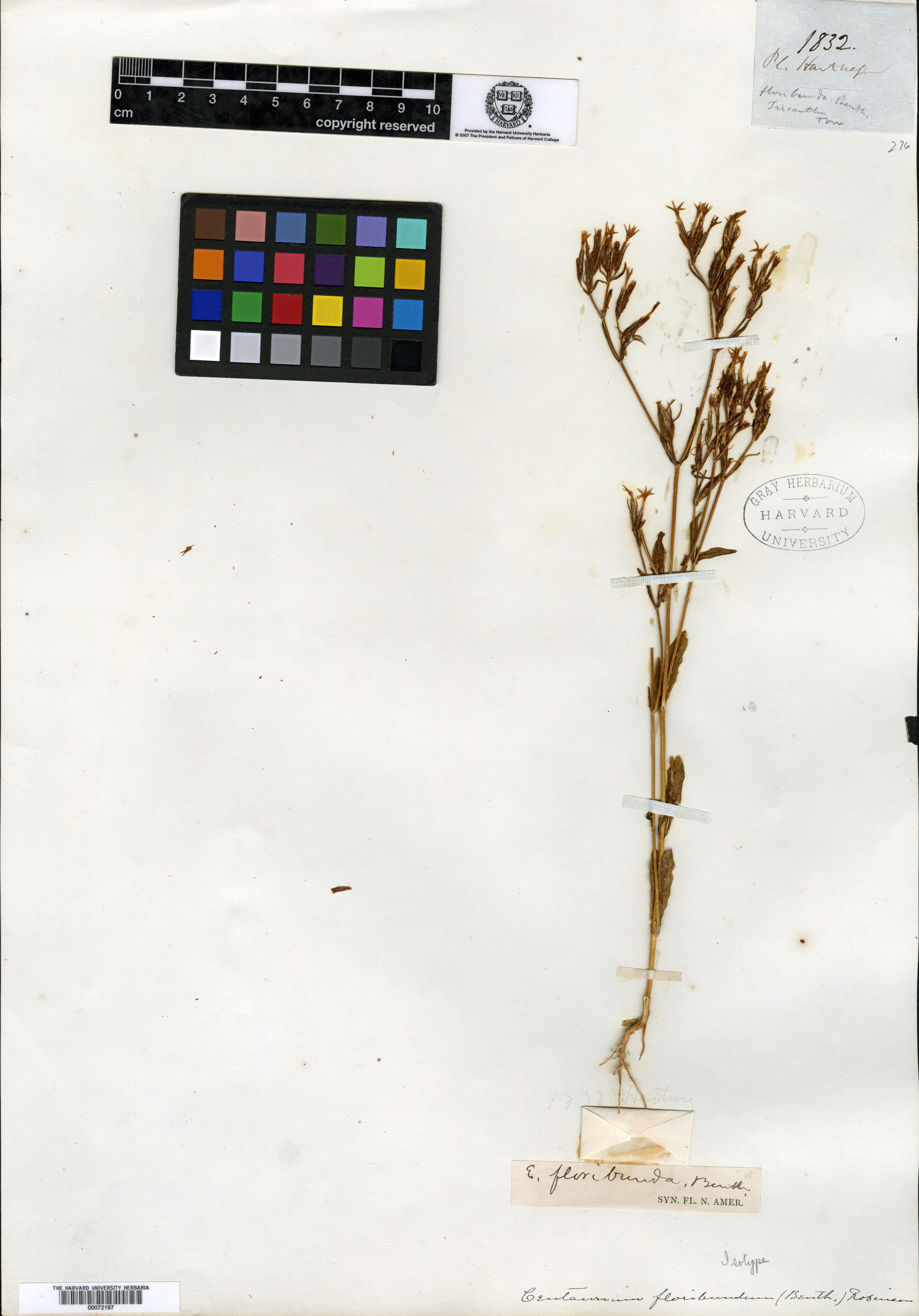 Erythraea floribunda image