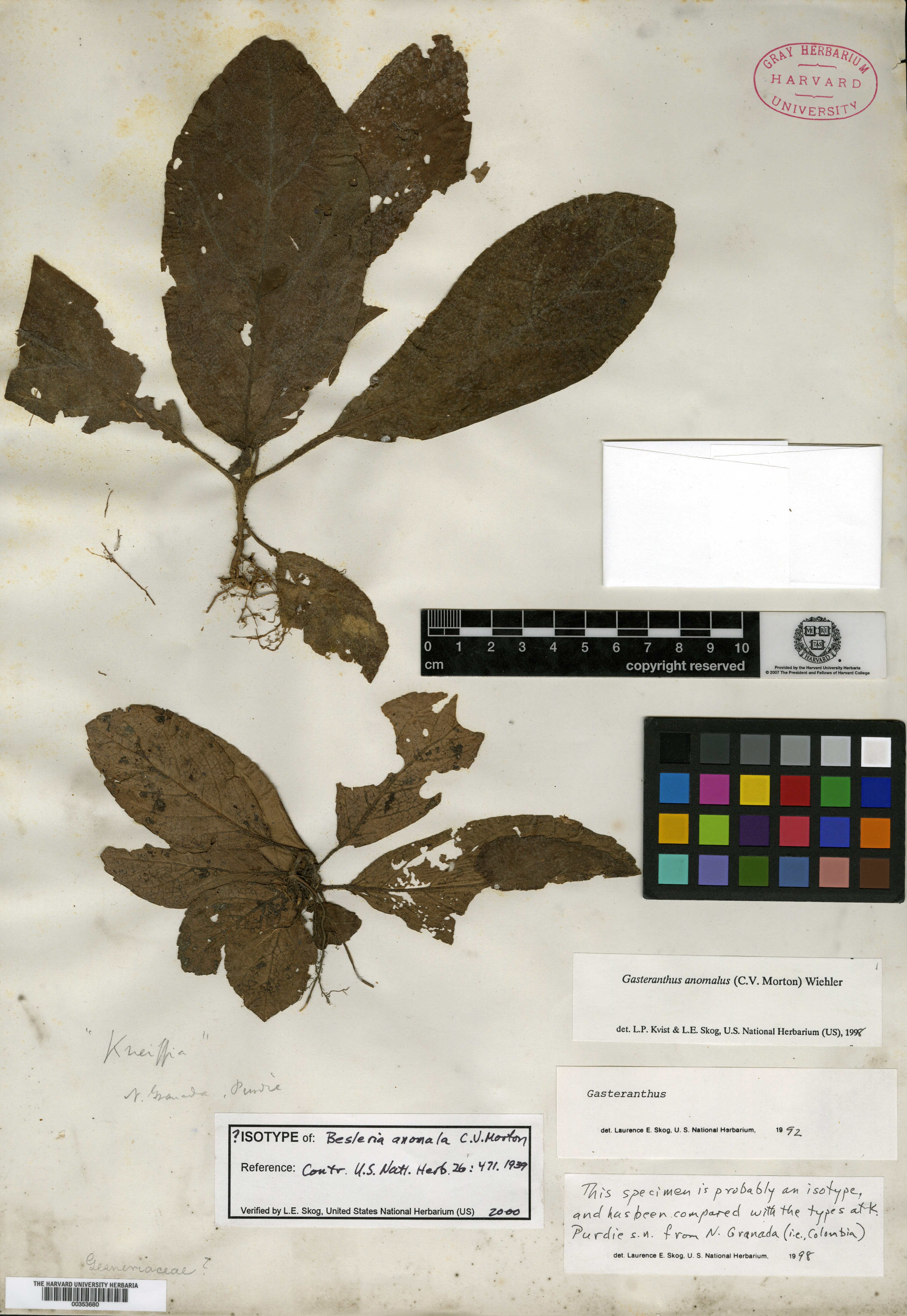 Besleria illustris image