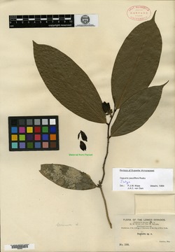 Duguetia pauciflora image