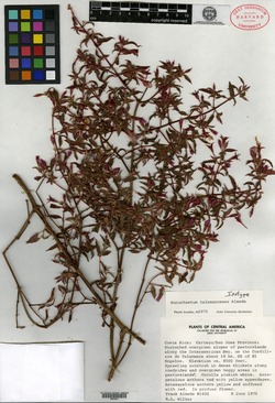 Monochaetum talamancense image