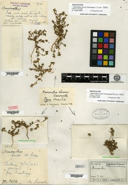Amaranthus looseri image