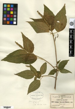 Acalypha flavescens image
