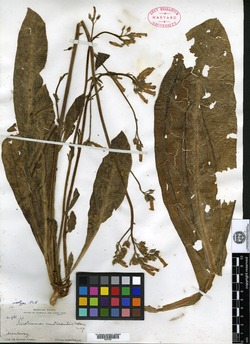 Nicotiana nudicaulis image