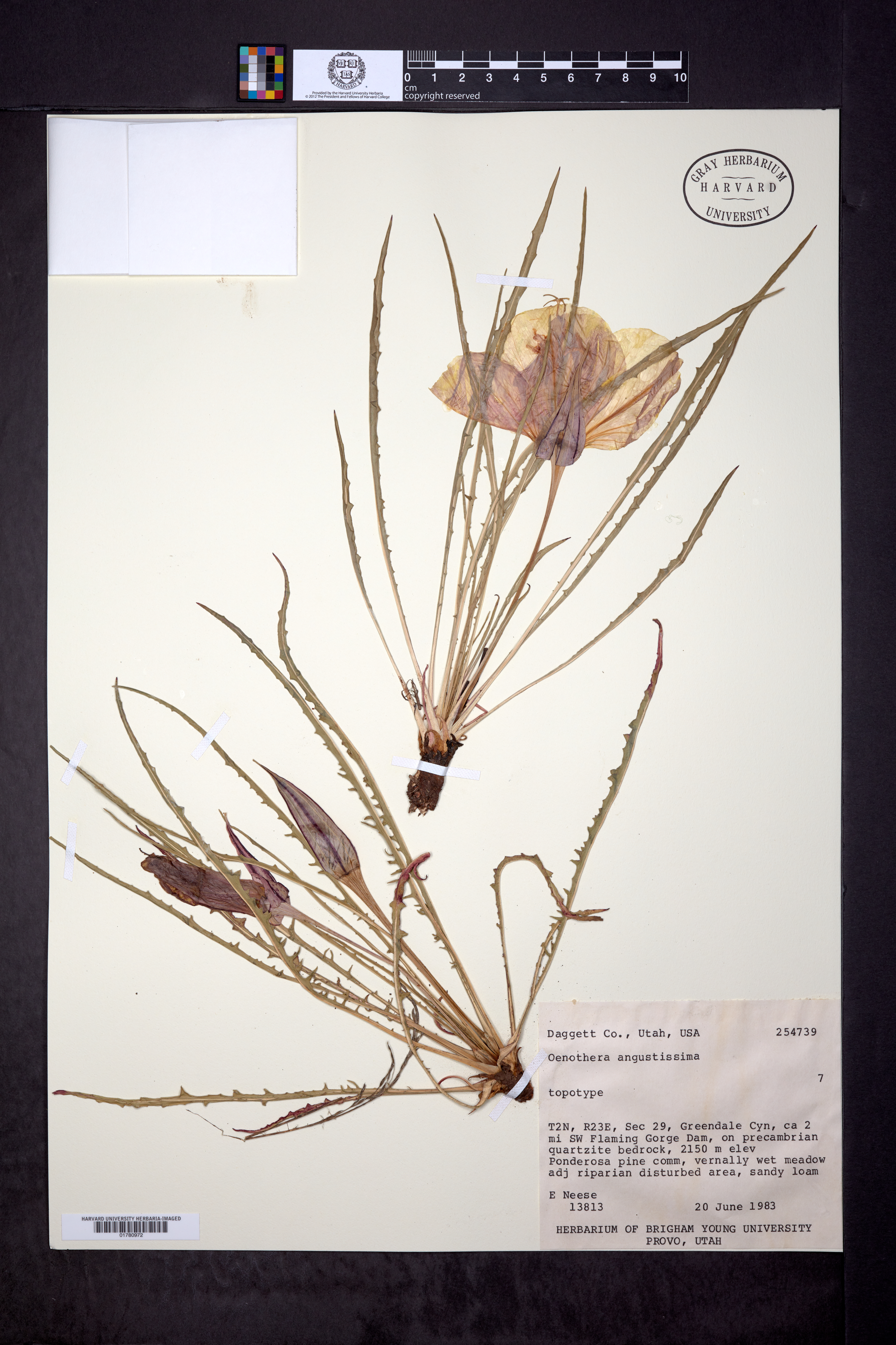Oenothera angustissima image