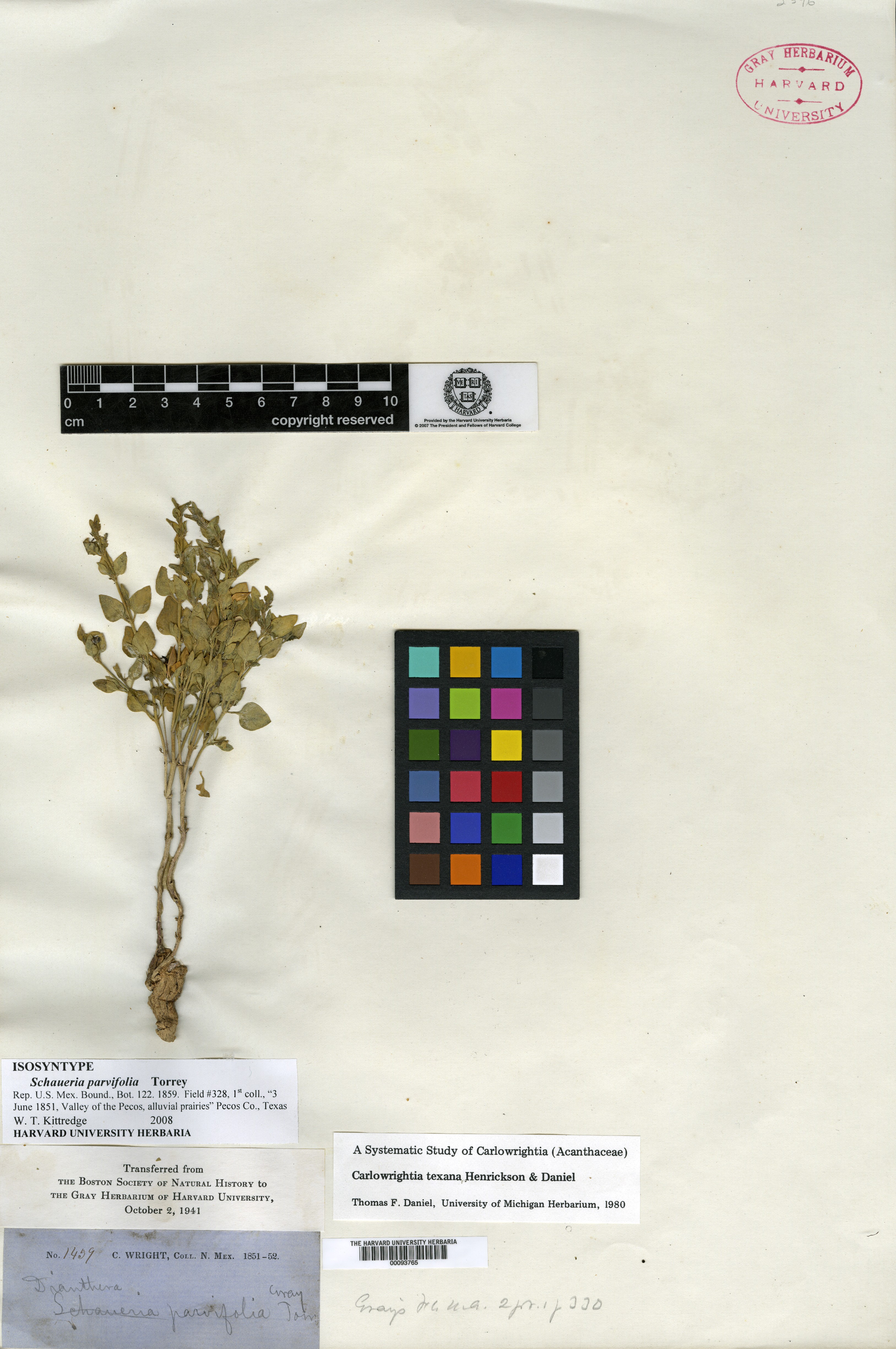 Schaueria parvifolia image