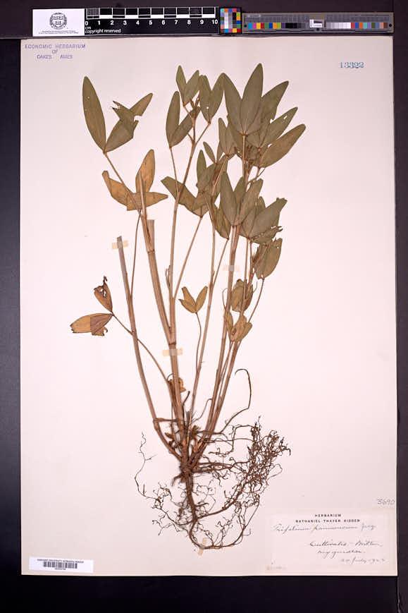 Trifolium pannonicum image