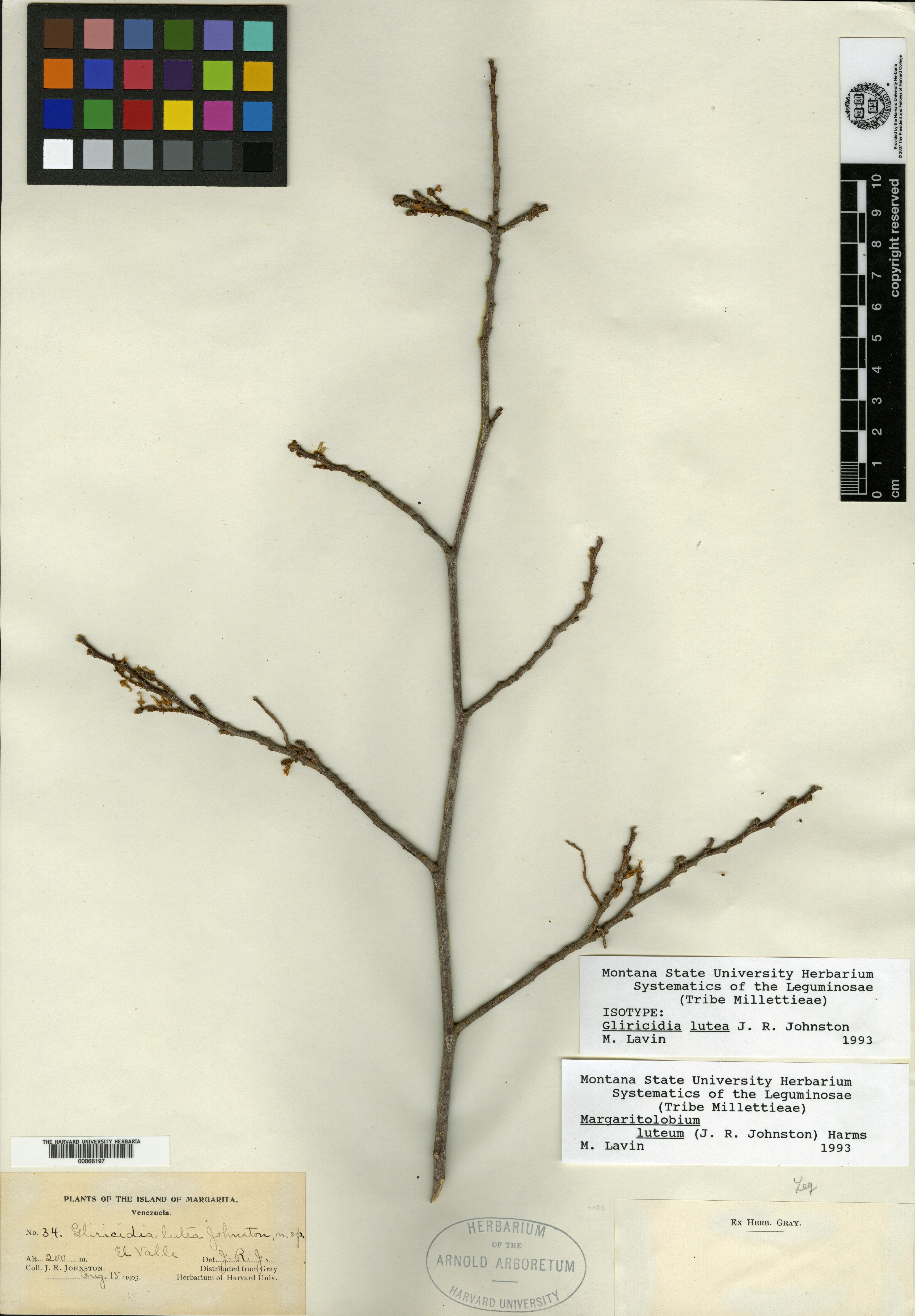 Glycyrrhiza image