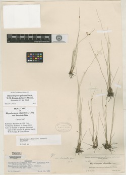 Rhynchospora oligantha var. breviseta image