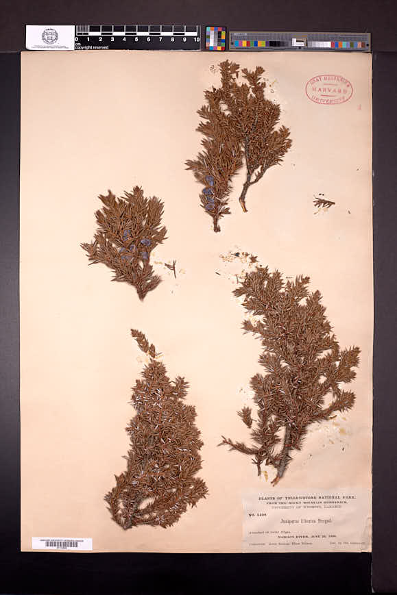 Juniperus communis var. montana image
