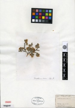 Amelanchier utahensis image